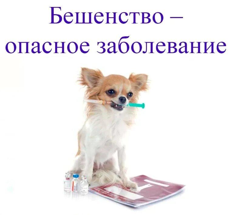 Бешенство