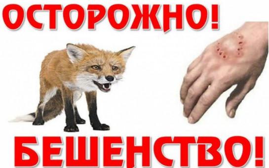 Бешенство: коротко и по делу