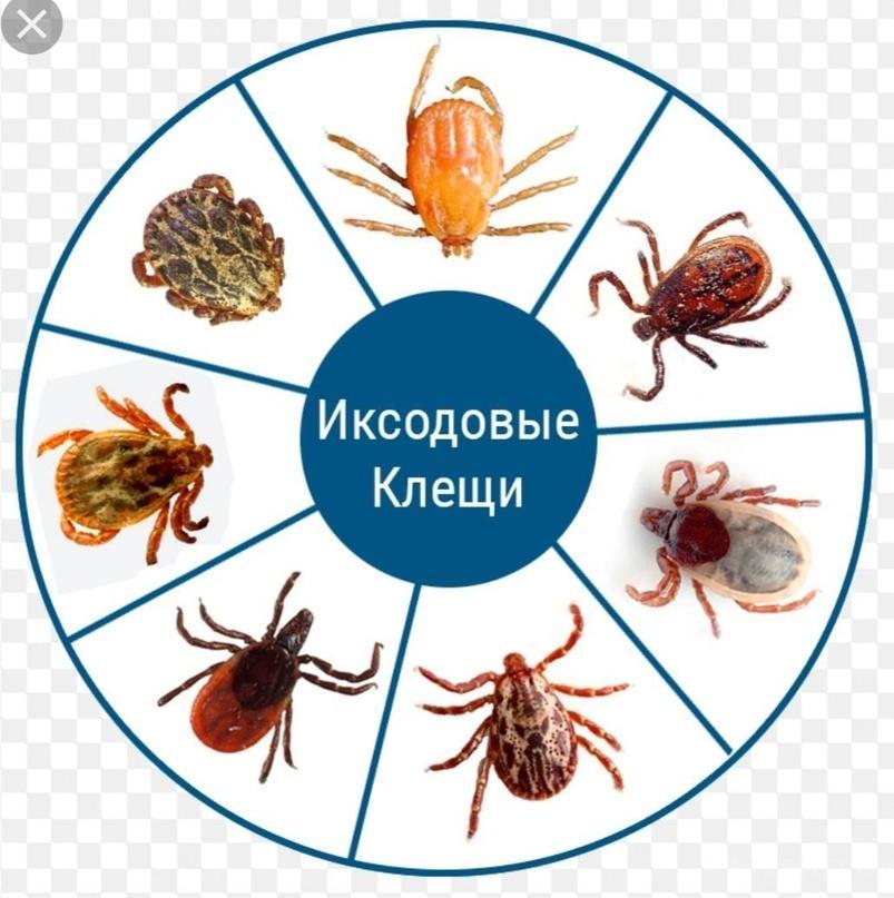 Иксодовые клещи